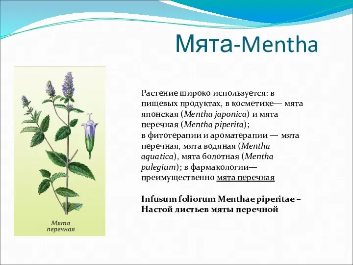 Мята-Mentha Растение широко используется: в пищевых продуктах, в косметике— мята японская