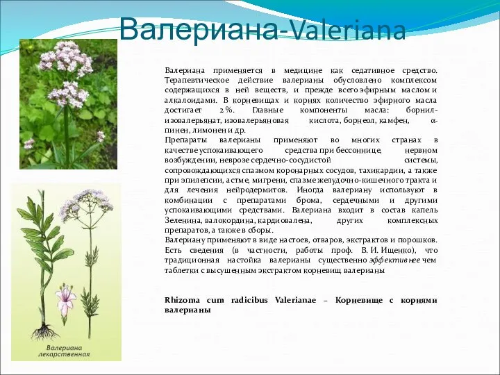 Валериана-Valeriana Валериана применяется в медицине как седативное средство. Терапевтическое действие валерианы