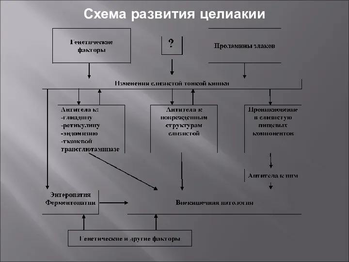 Схема развития целиакии