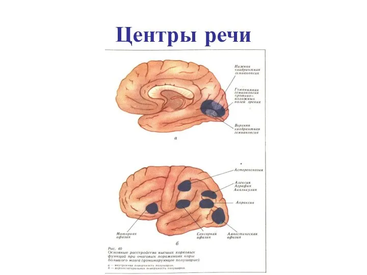 Центры речи