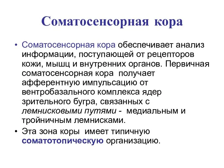 Соматосенсорная кора Соматосенсорная кора обеспечивает анализ информации, поступающей от рецепторов кожи,