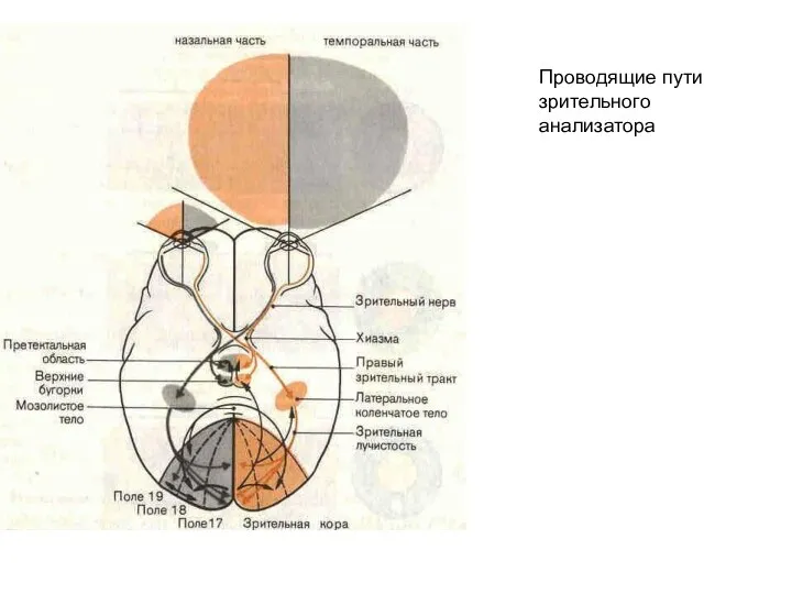 Проводящие пути зрительного анализатора