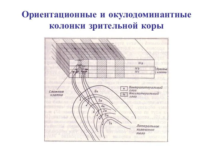 Ориентационные и окулодоминантные колонки зрительной коры