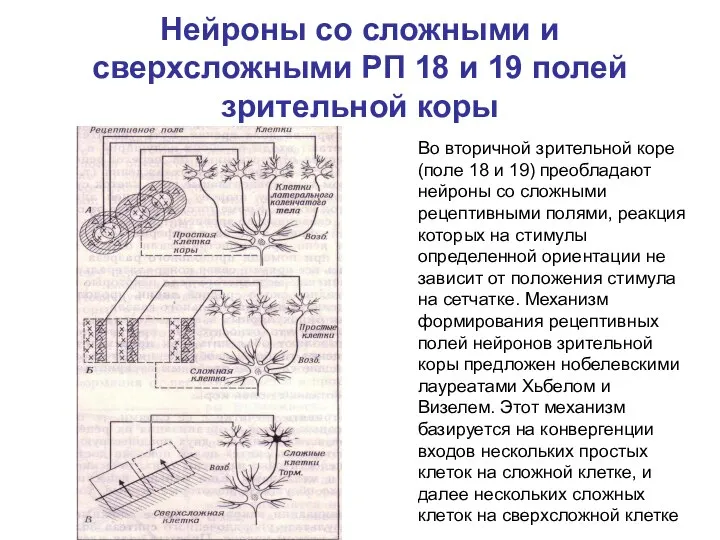 Нейроны со сложными и сверхсложными РП 18 и 19 полей зрительной