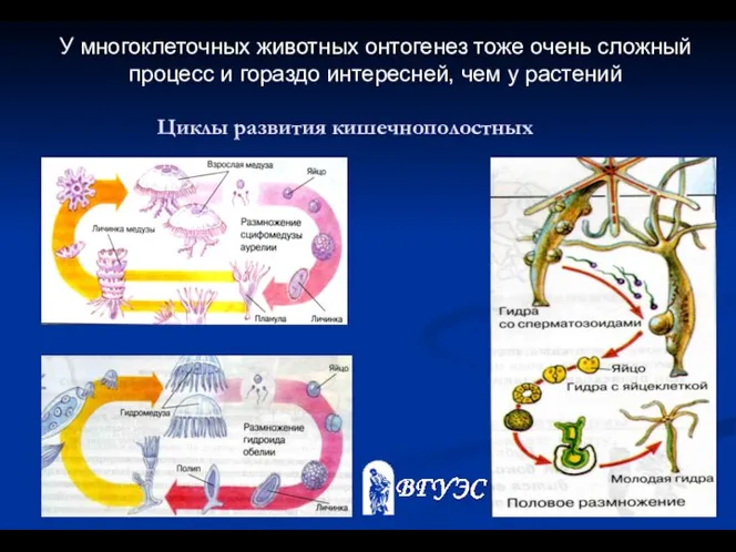 У многоклеточных животных онтогенез тоже очень сложный процесс и гораздо интересней,