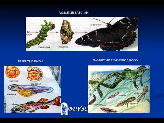 РАЗВИТИЕ ЗЕМНОВОДНОГО РАЗВИТИЕ РЫБЫ РАЗВИТИЕ БАБОЧКИ