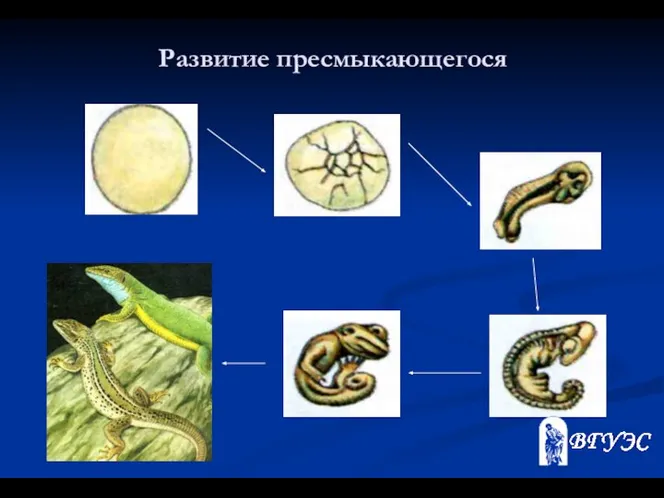 Развитие пресмыкающегося