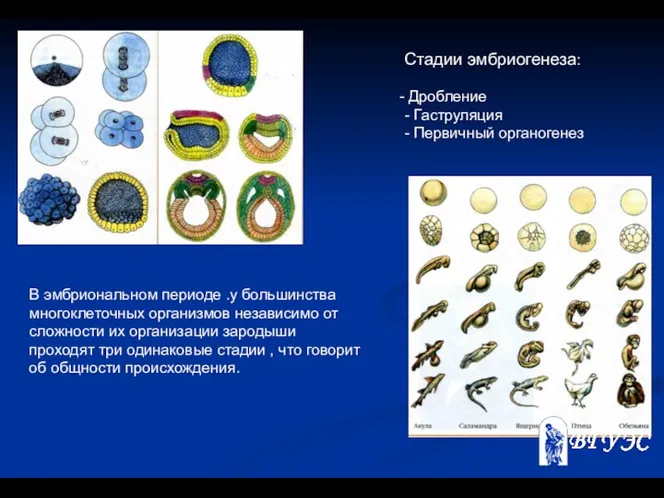 Стадии эмбриогенеза: Дробление - Гаструляция - Первичный органогенез В эмбриональном периоде
