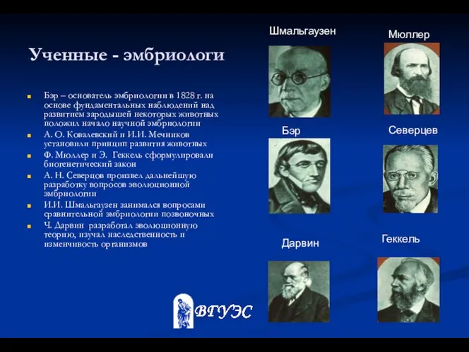 Ученные - эмбриологи Бэр – основатель эмбриологии в 1828 г. на