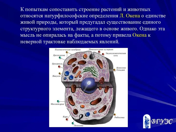 К попыткам сопоставить строение растений и животных относятся натурфилософские определения Л.