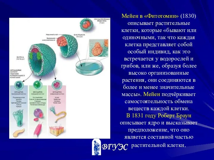 Мейен в «Фитотомии» (1830) описывает растительные клетки, которые «бывают или одиночными,