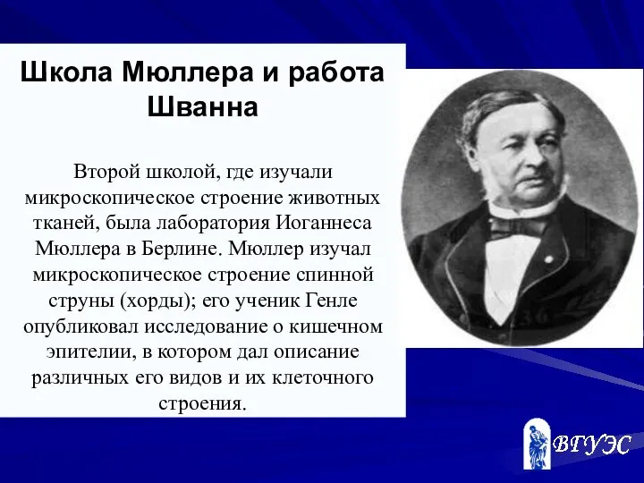 Школа Мюллера и работа Шванна Второй школой, где изучали микроскопическое строение