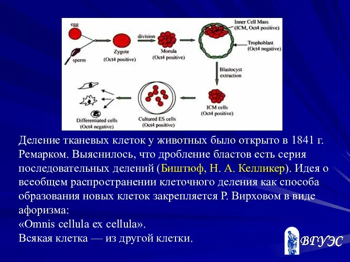 Деление тканевых клеток у животных было открыто в 1841 г. Ремарком.