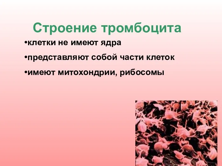 клетки не имеют ядра представляют собой части клеток имеют митохондрии, рибосомы Строение тромбоцита