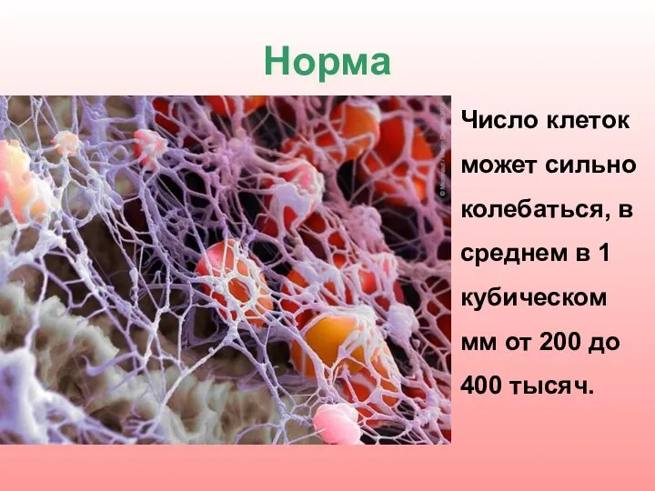 Норма Число клеток может сильно колебаться, в среднем в 1 кубическом