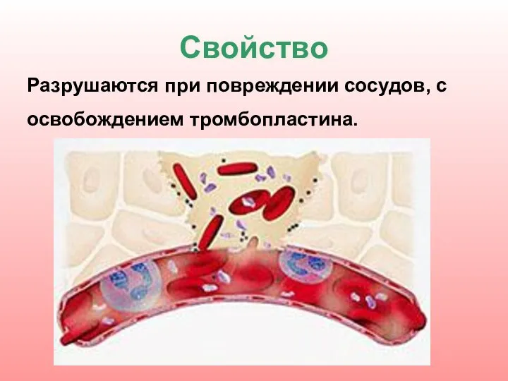 Свойство Разрушаются при повреждении сосудов, с освобождением тромбопластина.