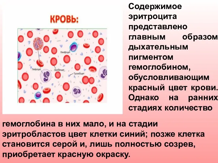 Содержимое эритроцита представлено главным образом дыхательным пигментом гемоглобином, обусловливающим красный цвет