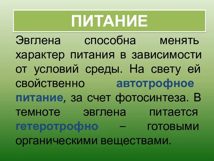 Эвглена способна менять характер питания в зависимости от условий среды. На