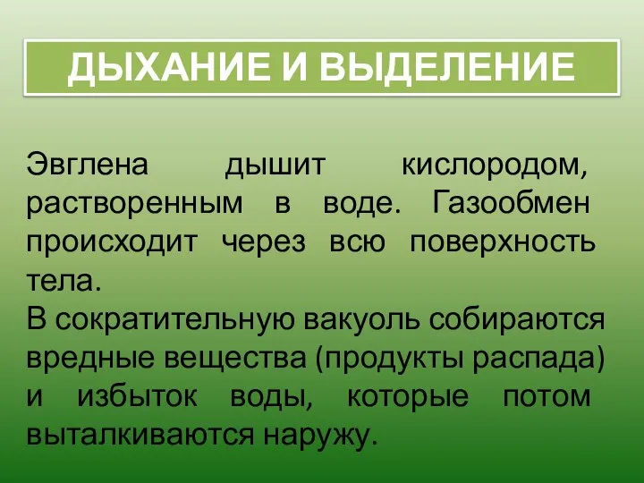 ДЫХАНИЕ И ВЫДЕЛЕНИЕ Эвглена дышит кислородом, растворенным в воде. Газообмен происходит