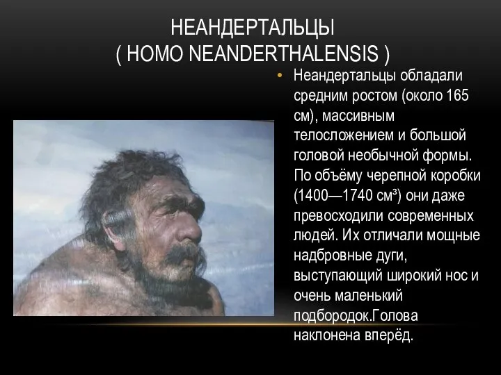 НЕАНДЕРТАЛЬЦЫ ( HOMO NEANDERTHALENSIS ) Неандертальцы обладали средним ростом (около 165