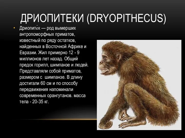 ДРИОПИТЕКИ (DRYOPITHECUS) Дриопите́к — род вымерших антропоморфных приматов, известный по ряду