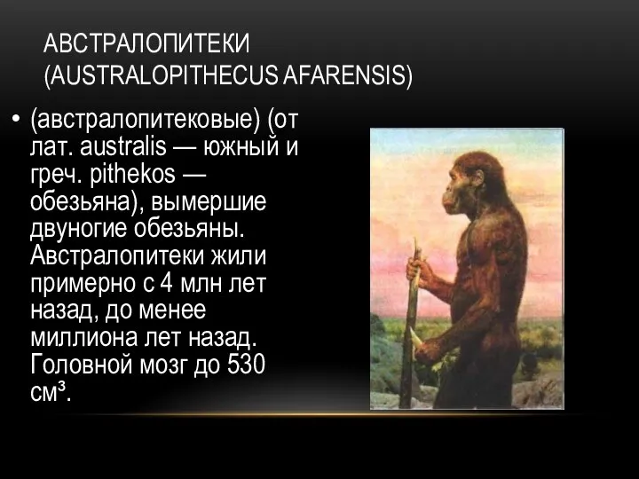 АВСТРАЛОПИТЕКИ (AUSTRALOPITHECUS AFARENSIS) (австралопитековые) (от лат. australis — южный и греч.