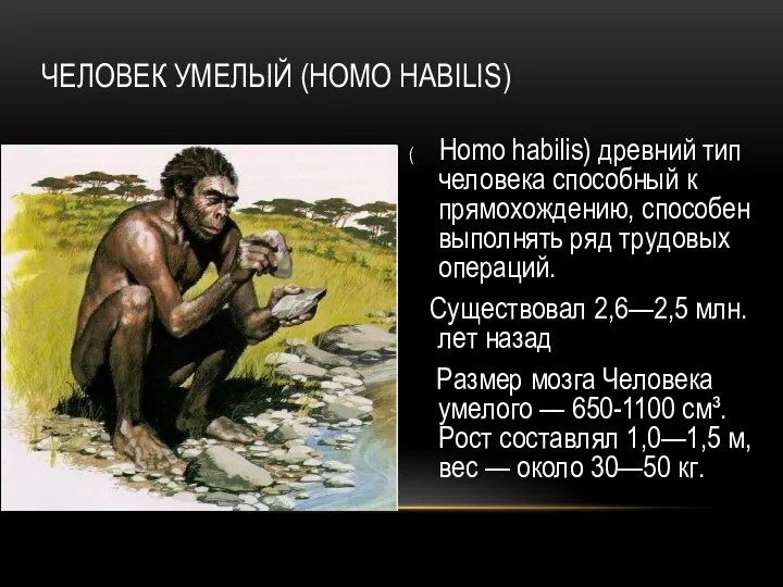 ЧЕЛОВЕК УМЕЛЫЙ (HOMO HABILIS) ( Homo habilis) древний тип человека способный