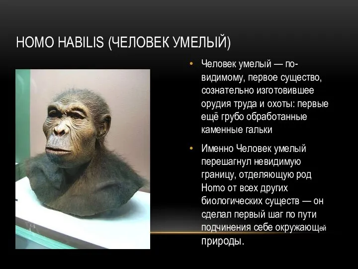 HOMO HABILIS (ЧЕЛОВЕК УМЕЛЫЙ) Человек умелый — по-видимому, первое существо, сознательно