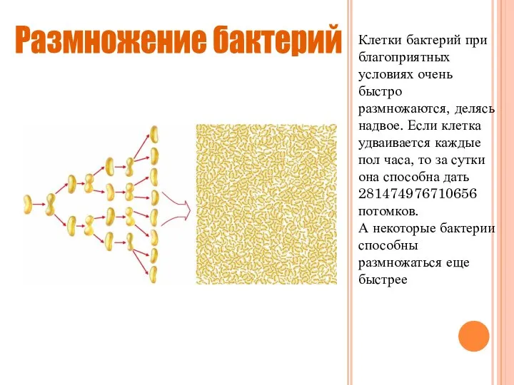 Клетки бактерий при благоприятных условиях очень быстро размножаются, делясь надвое. Если