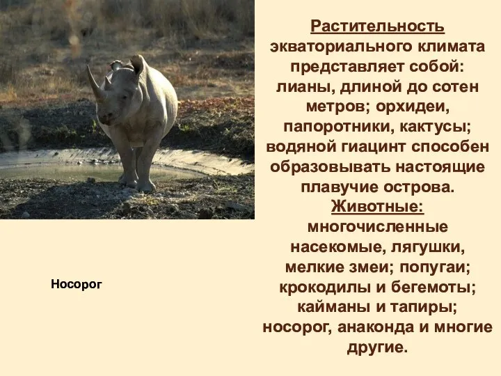 Растительность экваториального климата представляет собой: лианы, длиной до сотен метров; орхидеи,