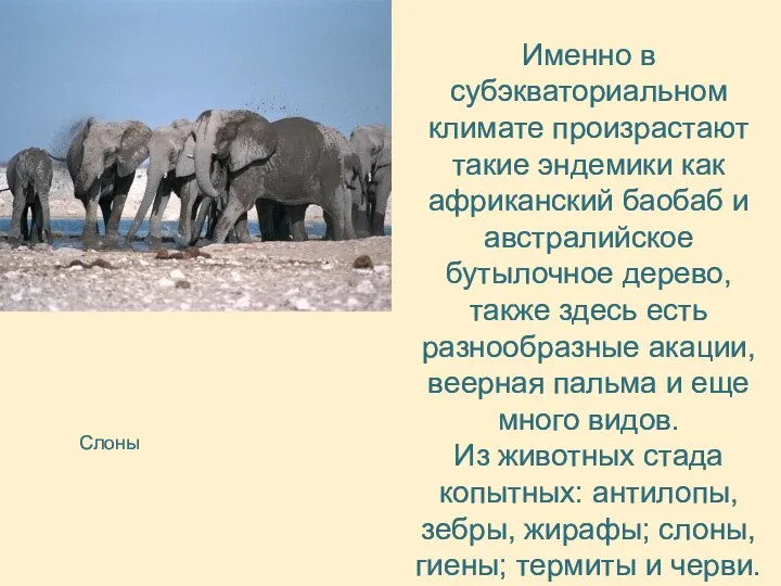 Именно в субэкваториальном климате произрастают такие эндемики как африканский баобаб и