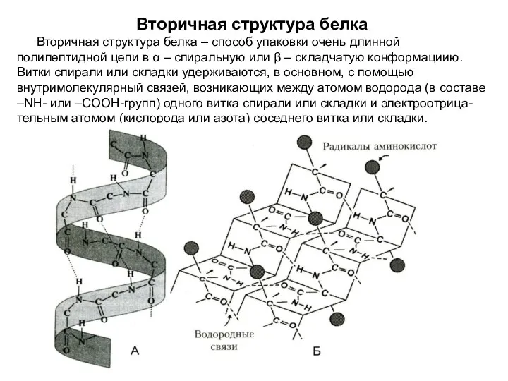 Вторичная структура белка Вторичная структура белка – способ упаковки очень длинной