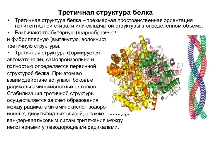 Третичная структура белка Третичная структура белка – трёхмерная пространственная ориентация полипептидной