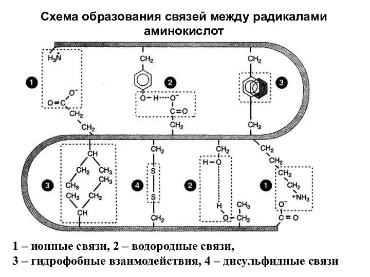 Схема образования связей между радикалами аминокислот 1 – ионные связи, 2