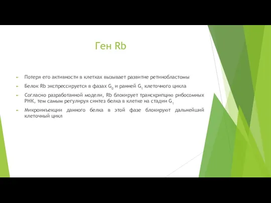 Ген Rb Потеря его активности в клетках вызывает развитие ретинобластомы Белок