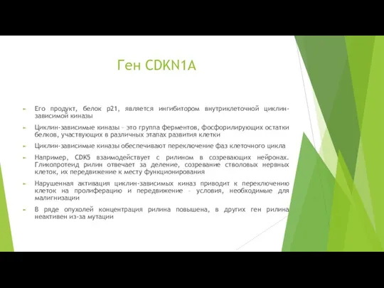 Ген CDKN1A Его продукт, белок p21, является ингибитором внутриклеточной циклин-зависимой киназы