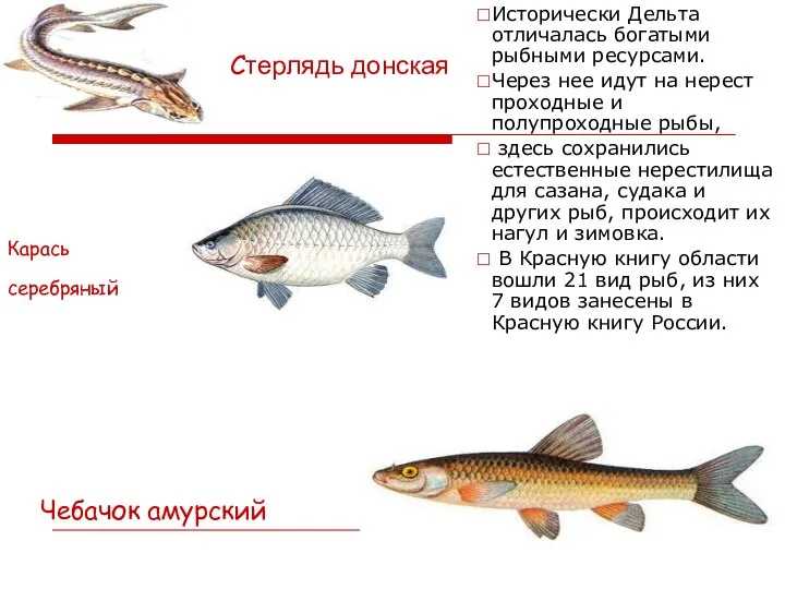 Карась серебряный Cтерлядь донская Исторически Дельта отличалась богатыми рыбными ресурсами. Через