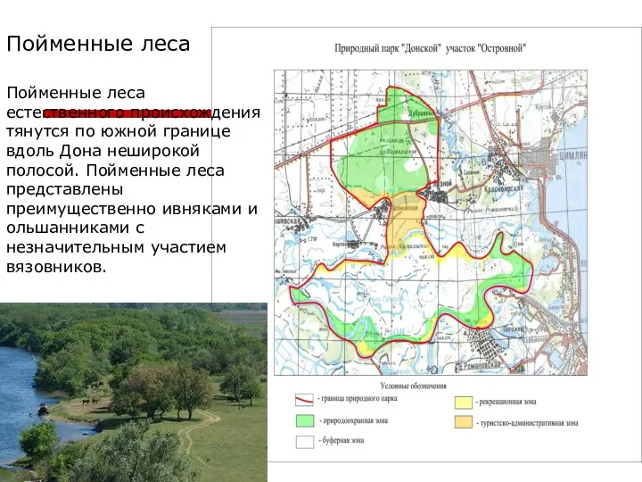 Пойменные леса Пойменные леса естественного происхождения тянутся по южной границе вдоль