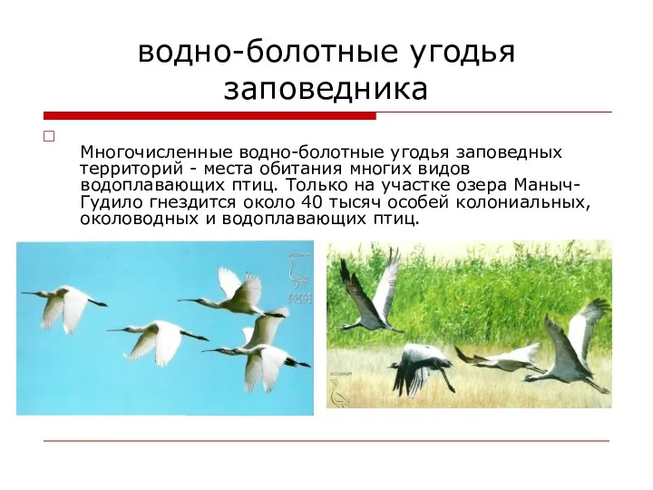 водно-болотные угодья заповедника Многочисленные водно-болотные угодья заповедных территорий - места обитания