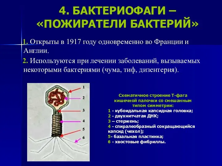 4. БАКТЕРИОФАГИ – «ПОЖИРАТЕЛИ БАКТЕРИЙ» 1. Открыты в 1917 году одновременно