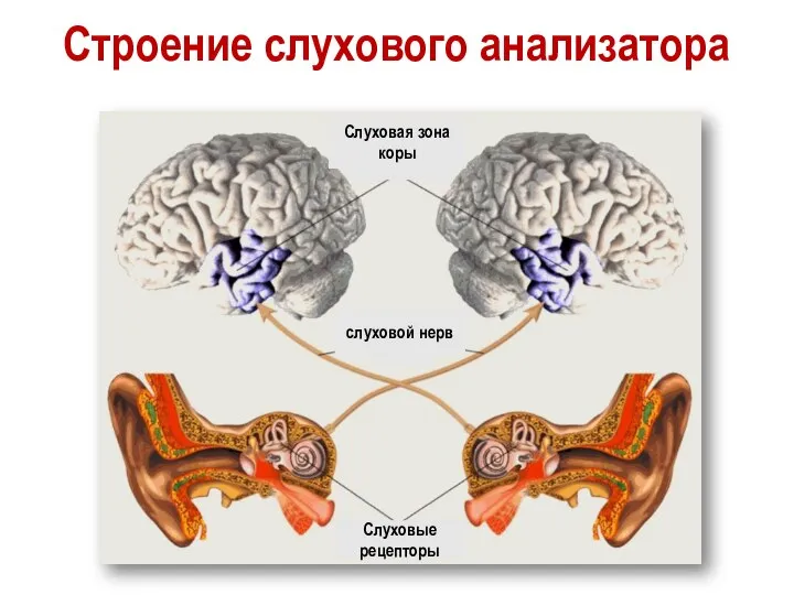 Строение слухового анализатора Слуховые рецепторы слуховой нерв Слуховая зона коры