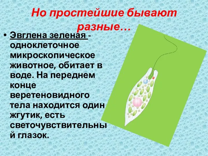 Но простейшие бывают разные… Эвглена зеленая - одноклеточное микроскопическое животное, обитает