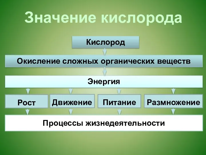 Рост Движение Питание Размножение Процессы жизнедеятельности Кислород Окисление сложных органических веществ Энергия Значение кислорода