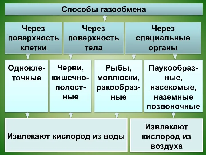 Однокле-точные Черви, кишечно-полост-ные Рыбы, моллюски, ракообраз-ные Паукообраз-ные, насекомые, наземные позвоночные Извлекают