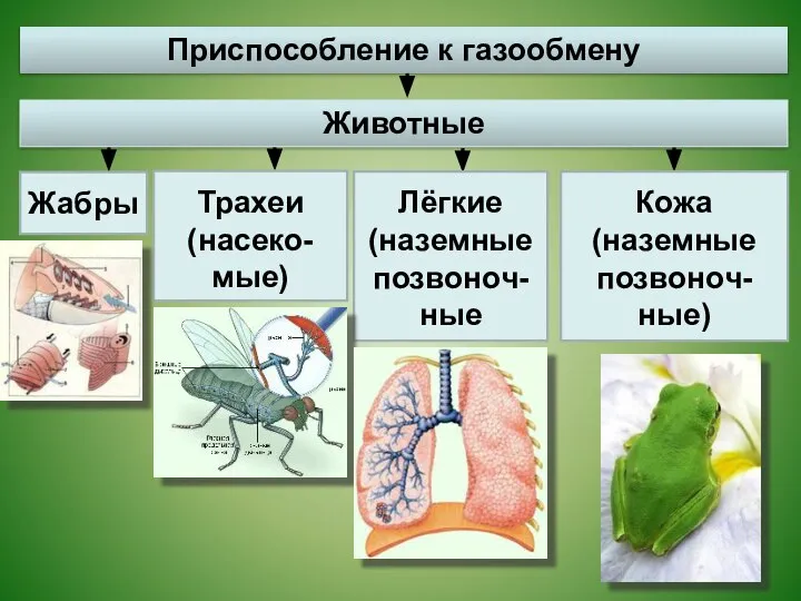 Жабры Трахеи (насеко-мые) Лёгкие (наземные позвоноч-ные Кожа (наземные позвоноч-ные) Приспособление к газообмену Животные