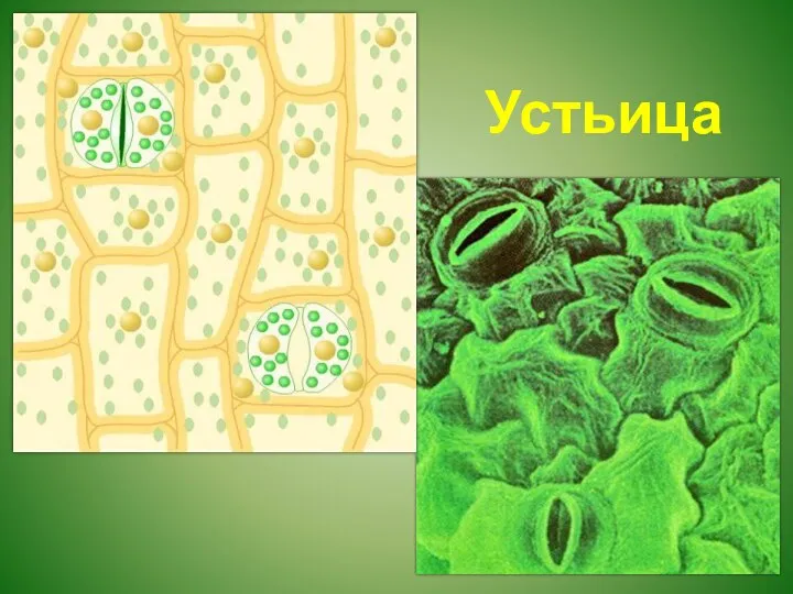 Устьица