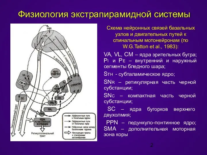 Физиология экстрапирамидной системы Схема нейронных связей базальных узлов и двигательных путей