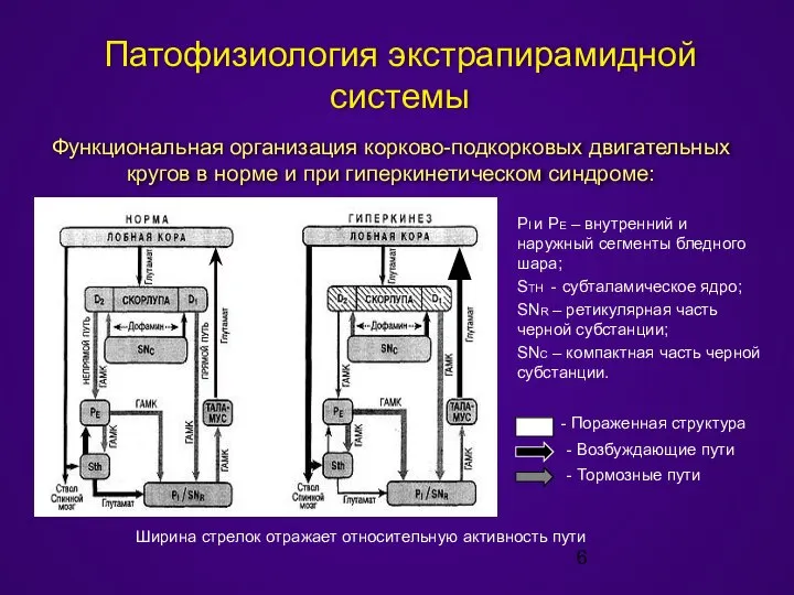 Патофизиология экстрапирамидной системы Функциональная организация корково-подкорковых двигательных кругов в норме и