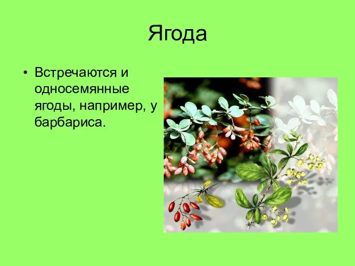 Ягода Встречаются и односемянные ягоды, например, у барбариса.