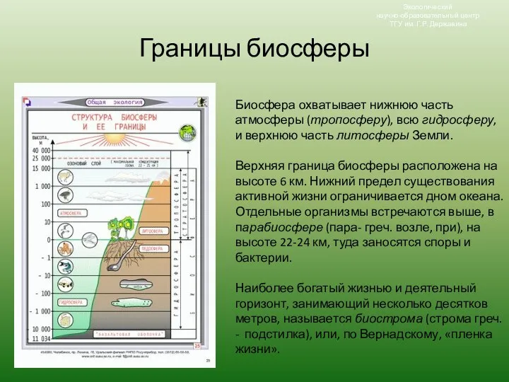 Границы биосферы Биосфера охватывает нижнюю часть атмосферы (тропосферу), всю гидросферу, и